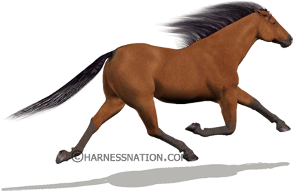 Play Free Virtual Horse Race Game Online