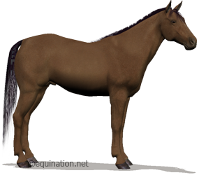 HarnessNation - Virtual Harness Horse Racing